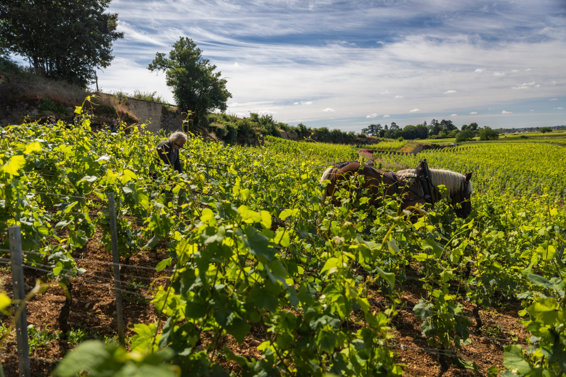 Cheval de trait dans les vignes