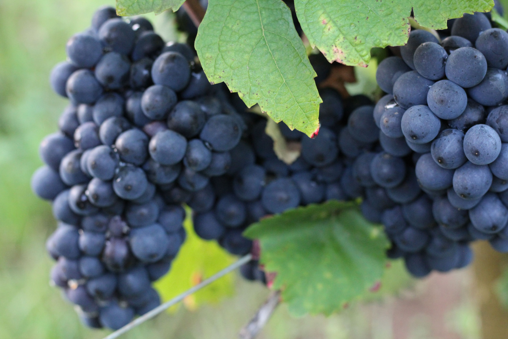 Grappes de raisin