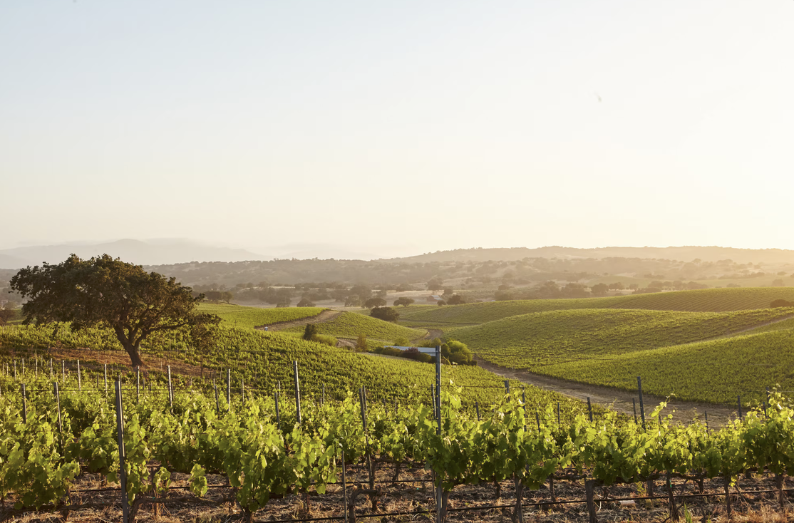 Coucher de soleil sur les vignes
